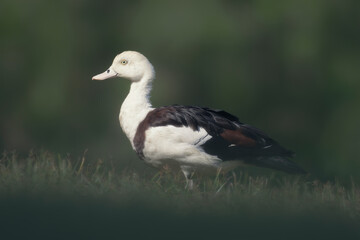 Profile portrait of a wild Radjah shelduck (Radjah radjah) walking in grass, isolated against a green background