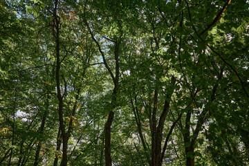 Beautiful natural landscape with a peaceful group of trees surrounding by a clear blue sky in a wooded area
