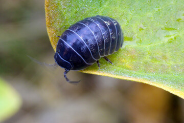 Common Pill Bug 01