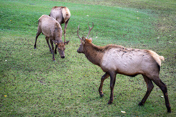 deer in the grass