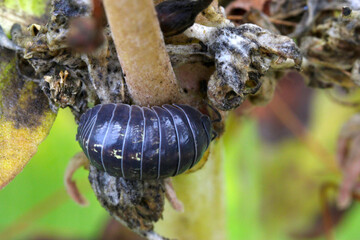 Common Pill Bug 04