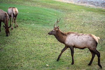 deer in the woods