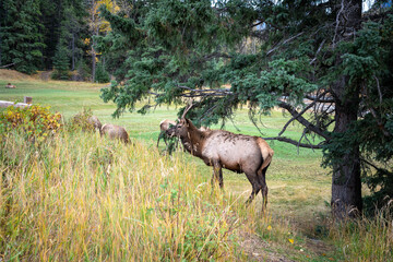 Fototapeta premium deer in the woods