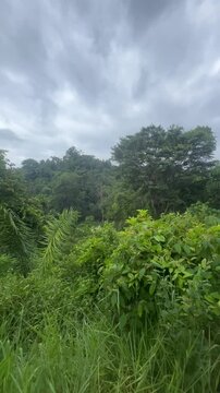 Selva/Bosque h&uacute;medo seco en Sierra Nevada de Colombia