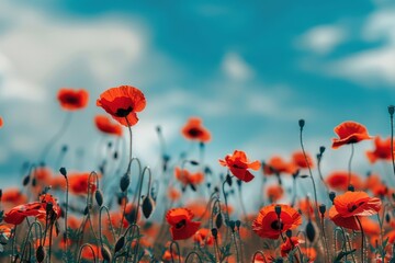 Obraz premium Vibrant red poppies blooming in a lush green field during the golden hour, with a dramatic sky enhancing the picturesque landscape
