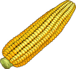 Corn drawing. Raw natural cob. Healthy grain