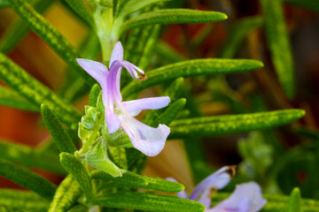 Obraz premium Rosemary Purple Flower 04