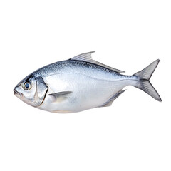 Fototapeta premium Fresh fish with shiny scales, Transparent background.