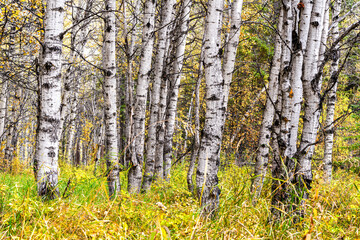 Autumn landscape with a forest of birch trees