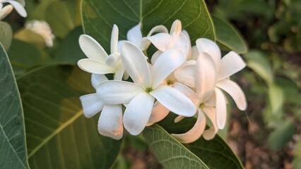 A close-up of a white flower blooming in a tropical garden, showcasing its delicate petals and vibrant colors