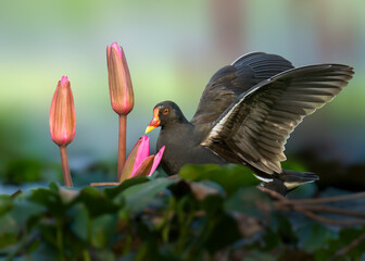 Portrait of Eurasian Moorhen. early morning A beautiful eurasian moorhen is spreading its wings beside a lotus flower in a swamp