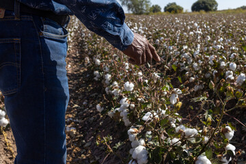 Cotton plants growing in rural farmland