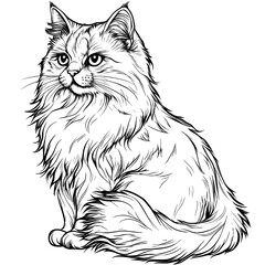 Detailed Line Art of a Maine Coon Cat - Elegant Black and White Feline Illustration for Pet and Animal-Themed Stock Art and Graphics