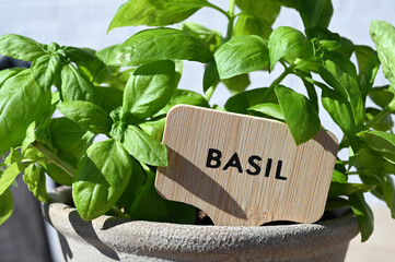 Basil herb plant with name sign