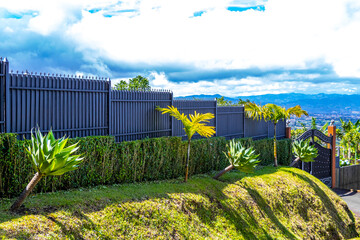 Planting palm trees at the edge of garden Costa Rica.