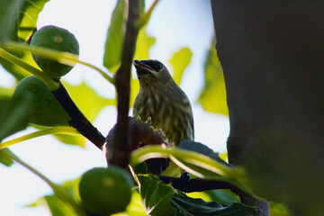 Waxwing in Fig Tree 02
