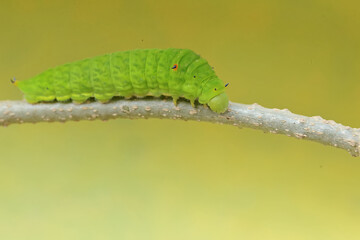 A green caterpillar is crawling on the stem of a vine. This insect likes to eat fruit, flowers and young leaves.