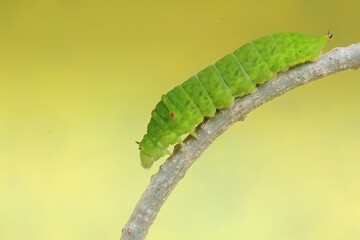 A green caterpillar is crawling on the stem of a vine. This insect likes to eat fruit, flowers and young leaves.