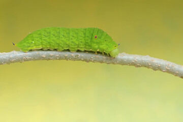 A green caterpillar is crawling on the stem of a vine. This insect likes to eat fruit, flowers and young leaves.