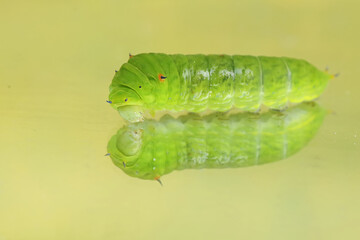 The beautiful reflection of a green caterpillar in the glass. This insect likes to eat fruit, flowers and young leaves.