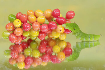 The beautiful reflection of a green caterpillar in the glass. This insect likes to eat fruit, flowers and young leaves.