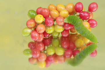The beautiful reflection of a green caterpillar in the glass. This insect likes to eat fruit, flowers and young leaves.