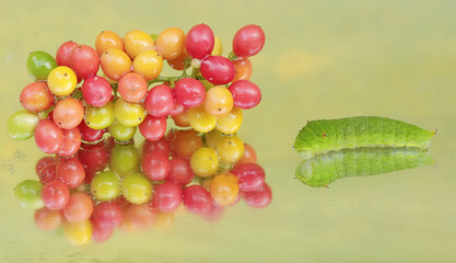 The beautiful reflection of a green caterpillar in the glass. This insect likes to eat fruit, flowers and young leaves.