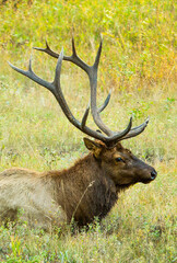 A bull elk resting in a meadow in Rocky Mountain National Park, Colorado