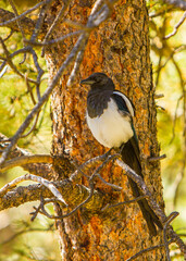 A magpie perched on a pine tree branch in Rocky Mountain National Park, Colorado.