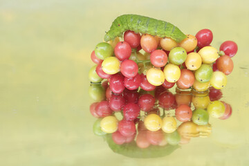 The beautiful reflection of a green caterpillar in the glass. This insect likes to eat fruit, flowers and young leaves.