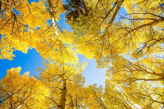 A looking up at an aspen tree forest in the autumn seasion, showing peak fall color, Rocky Mountain National Park, Colorado.