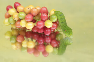 The beautiful reflection of a green caterpillar in the glass. This insect likes to eat fruit, flowers and young leaves.