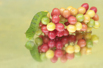The beautiful reflection of a green caterpillar in the glass. This insect likes to eat fruit, flowers and young leaves.