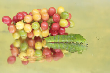 The beautiful reflection of a green caterpillar in the glass. This insect likes to eat fruit, flowers and young leaves.