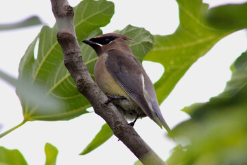 Waxwing on Fig Branch 01