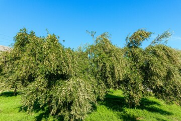 Olive tree branches loaded with olives ready to harvest. Heraklion, Crete, Greece.