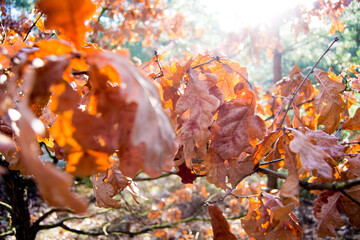 autumn leaves on the rock