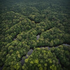 Aerial View of Lush Green Forest and Meandering Rivers
