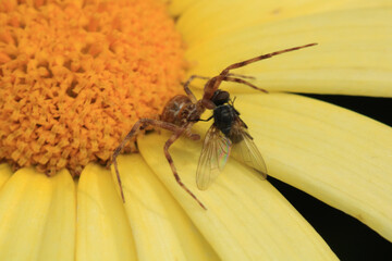 xysticus kochi spider macro photo