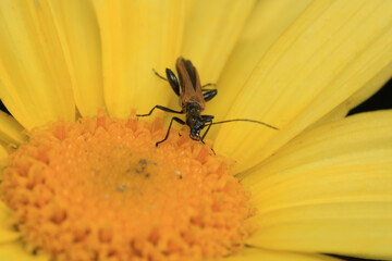 natural oedemera insect macro photo