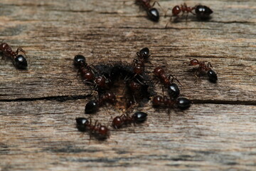 Black carpenter ant macro photo