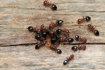 Black carpenter ant macro photo
