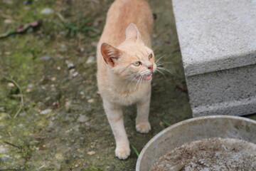 tiny yellow eyed kittens photo