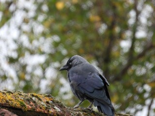crow on a branch