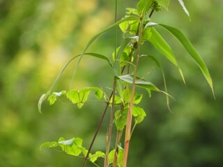 green leaves on a branch