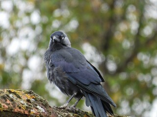crow on a branch