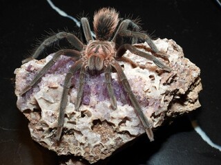  Xenesthis species megascopula tarantula on cork bark spider arachnid 