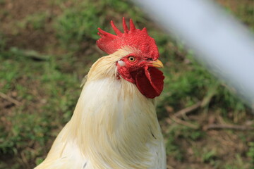 red white rooster animal photo