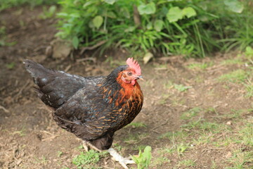 natural red chicken macro photo