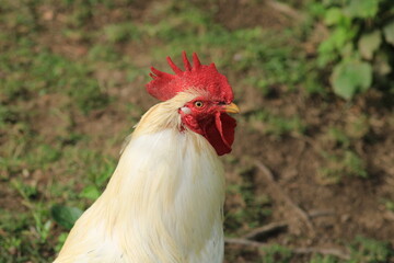 red white rooster animal photo